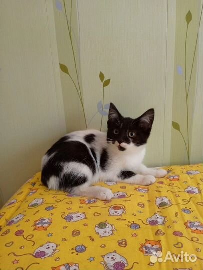 Котята 3 месяца
