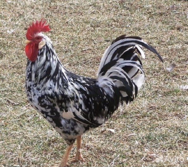 Цыплята леггорн долматинец