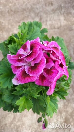 Королевская пеларгония