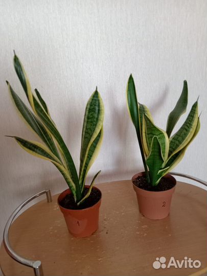 Сансевиерия Лауренти, Щучий хвост высота 50см