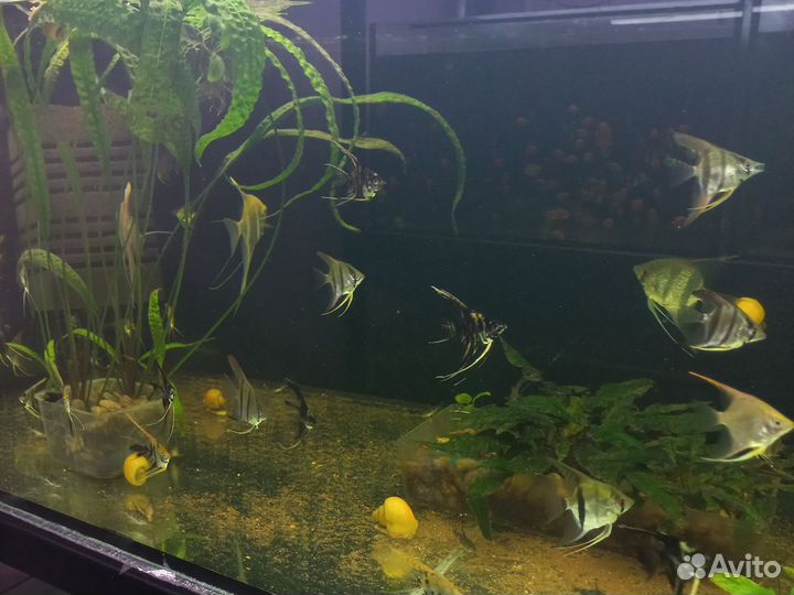 Аквари.Ru.рб