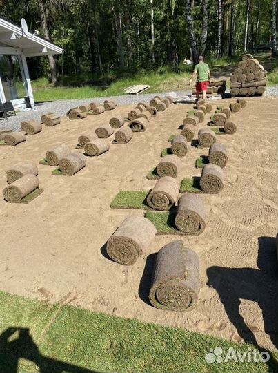 Рулонный газон