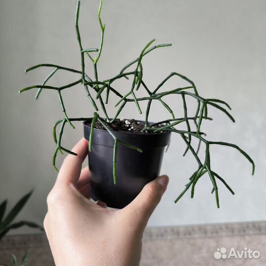 Хатиора солероссовая