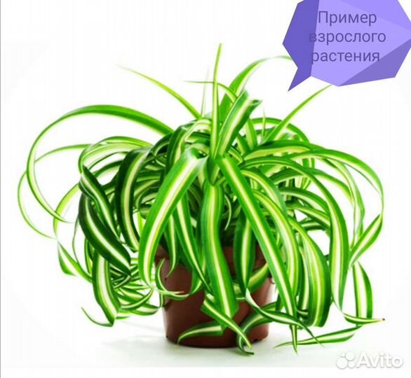 Хлорофитум кудрявый