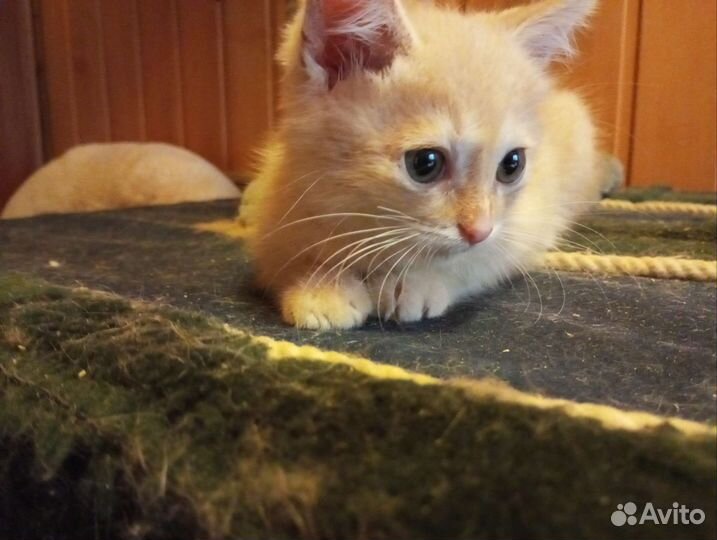Котенок