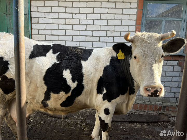 Корова стельная