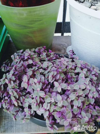 Коллизия розовая пантера