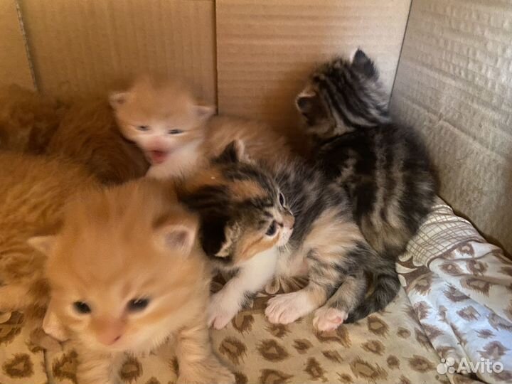 Шотландская кошечка прямоухая
