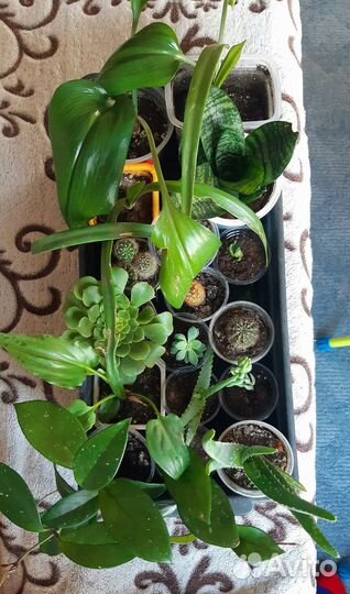 Кактусы цветы и суккуленты