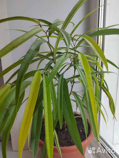 Фикус Али Амстел Голд