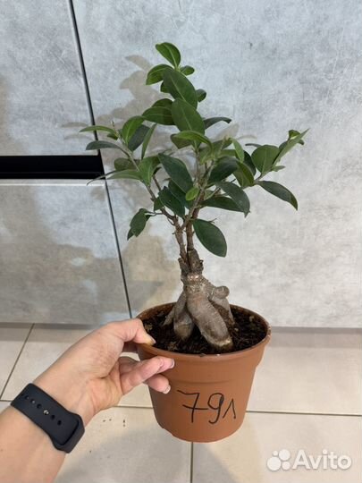 Фикус микрокарпа гинсенг