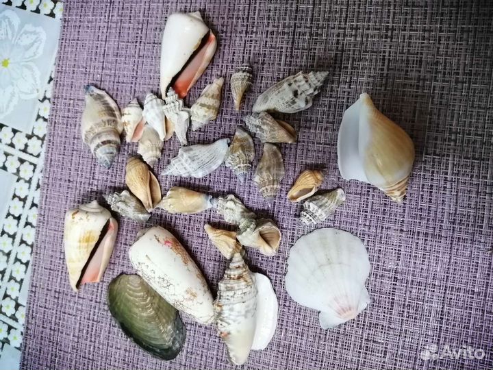 Морские ракушки разные