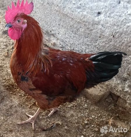 Мясо цветного бройлера Редбро