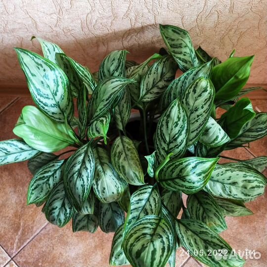 Аглонемы разные