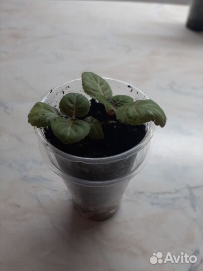 Комнатные цветы глоксиния