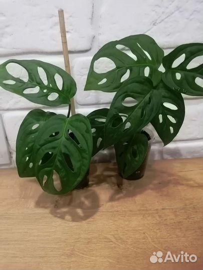 Разные комнатные растения