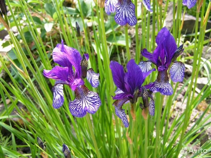 Цветы садовые