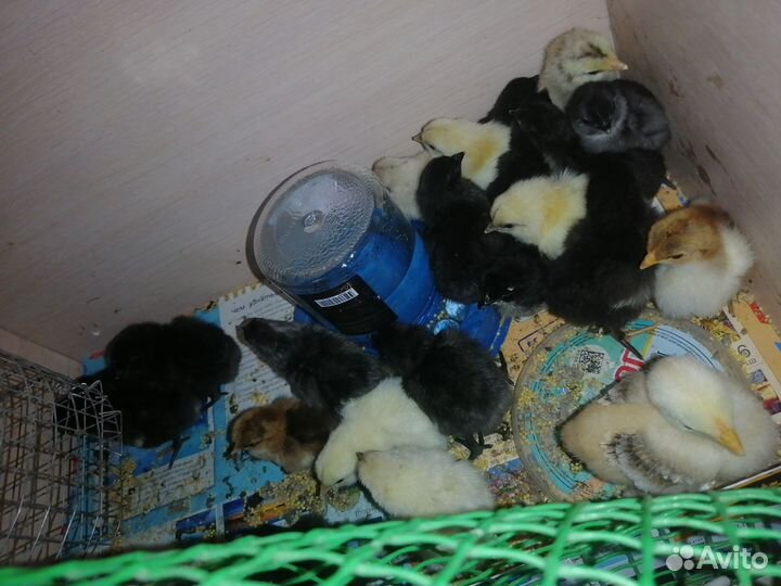Цыплята
