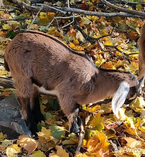 Нубийский козел