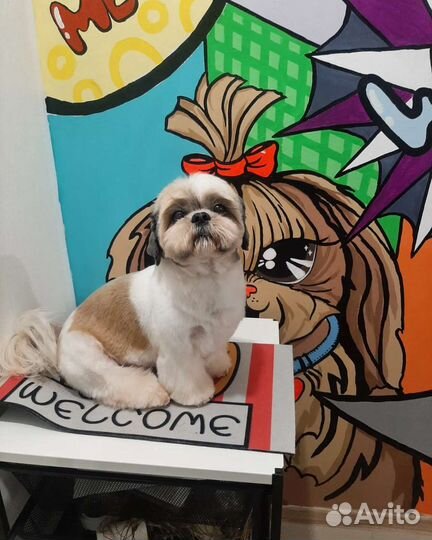 Стрижка собак и кошек, груминг,грумер