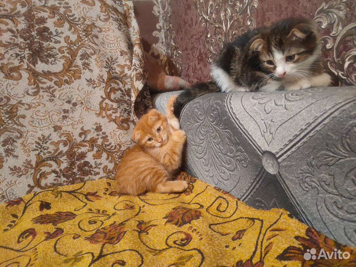 Вислоухие котята бесплатно в добрые руки