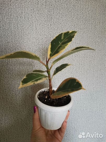 Фикус тинеке