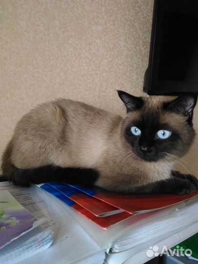 Кот на вязку