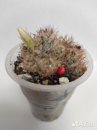 Кактус маммилярия