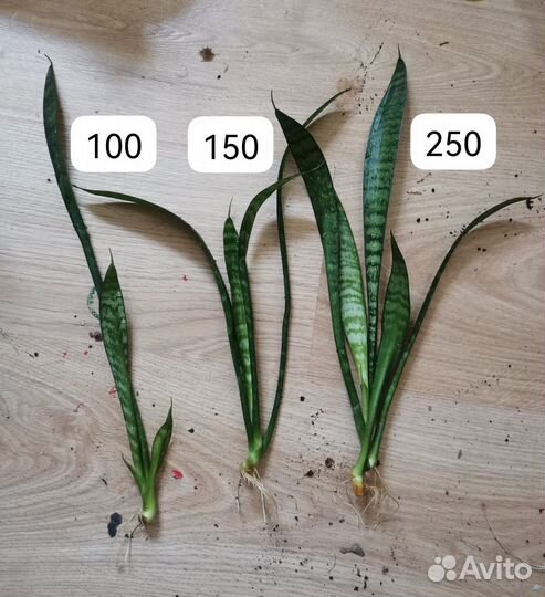 Сансевиерия сортовая