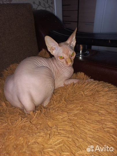 Канадский сфинкс котенок девочка