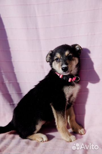 Щенок в добрые руки бесплатно