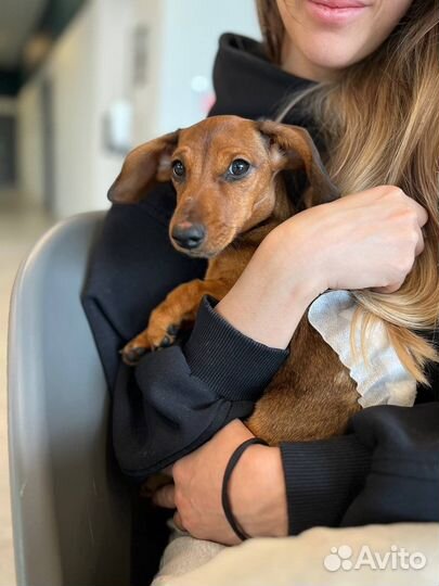 Собака щенок такса в добрые руки