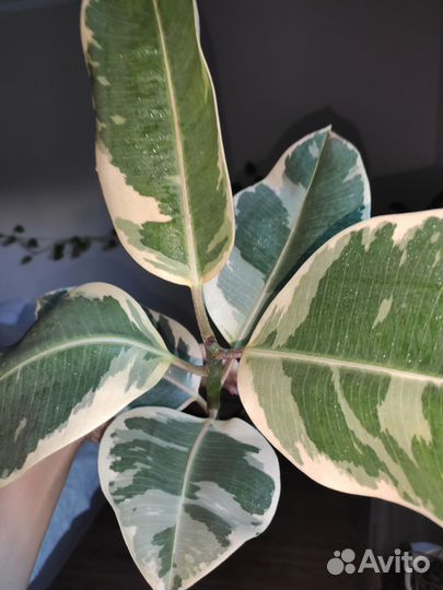 Фикус камуфляж эластика с новым горшком