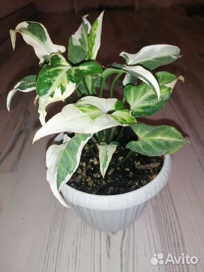 Сингониум Т25