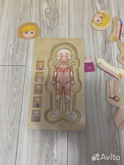 Пазл строение человека