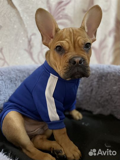 Продам кобеля