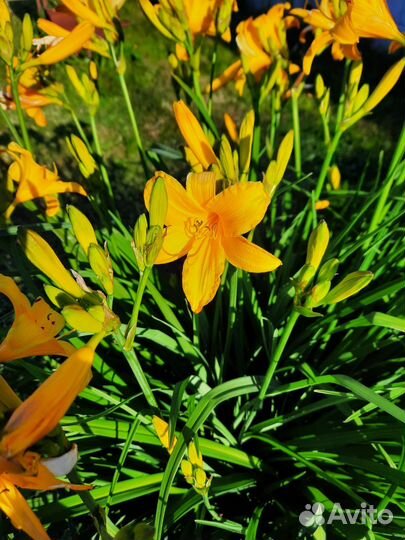 Фиалка, герань, хлорофитум, пеперомия, лилейник