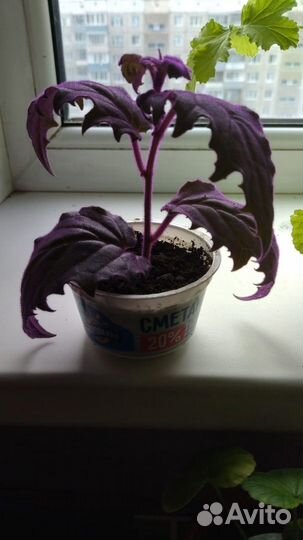 Комнатные растения