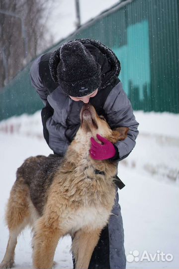 Собака охранник