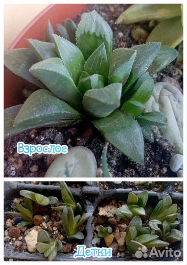 Суккуленты