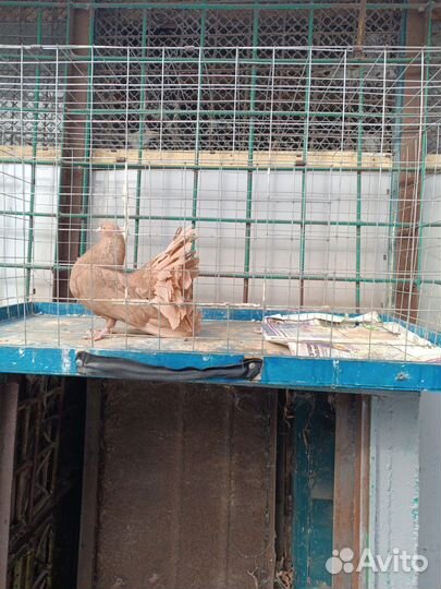 Купля продажа голубей