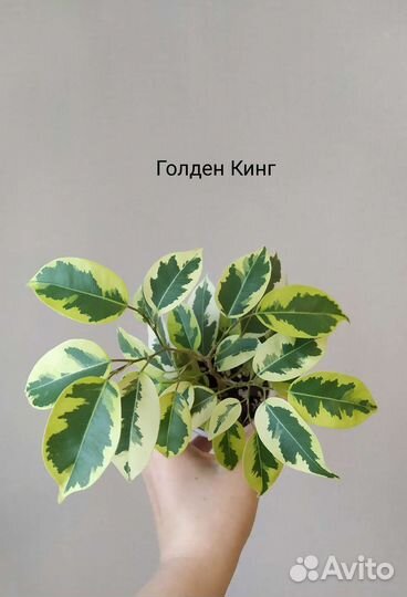 Сортовые фикусы