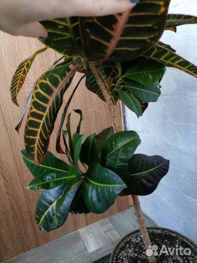 Кодиеум кротон