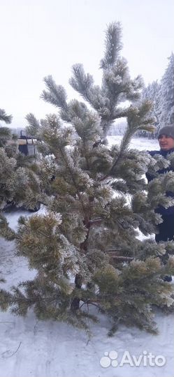 Ёлки живые