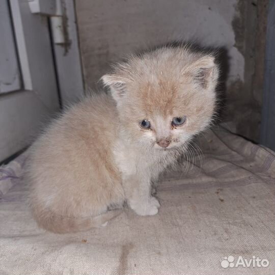 Котенок в добрые руки