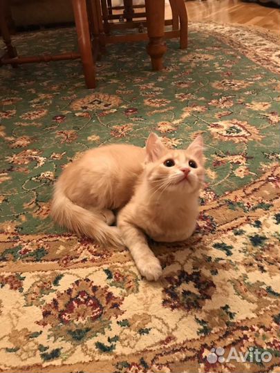 Персиковый котенок в дар