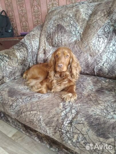 Вязка собак