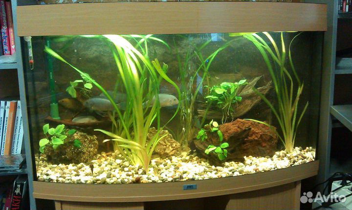 Обслуживание аквариумов