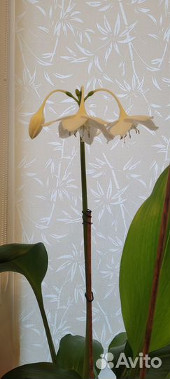 Эухарис амазонская лилия