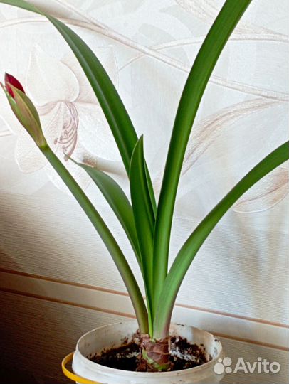 Комнатные цветы